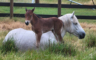 Archie laying down in a field with a colt