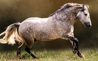 Archer the stallion trotting in a pature