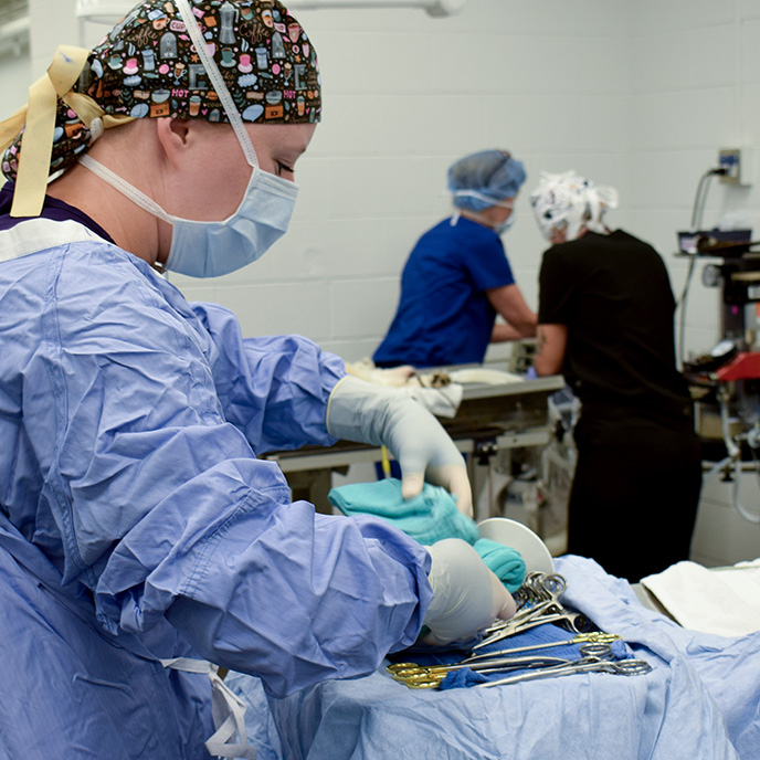 veterinary student preparing for surgery