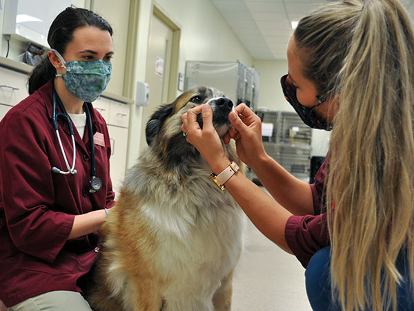 Vet students examining dog