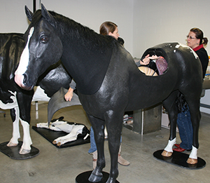 equine palpation/colic simulator