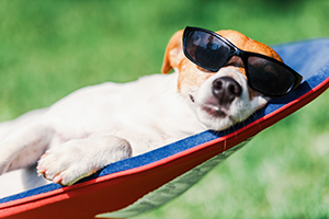 dog wearing sunglasses