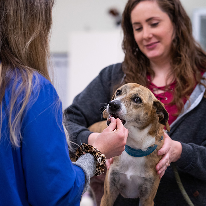 dog receiving treat from DVM student