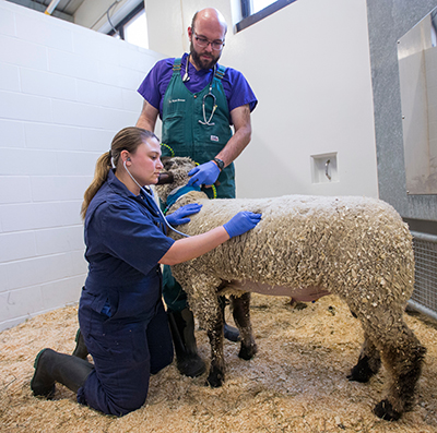 Dr. Breuer with student and sheep