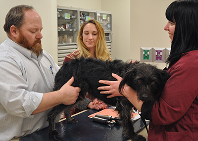 Dr. Kibbel examining dog