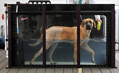 Underwater treadmill