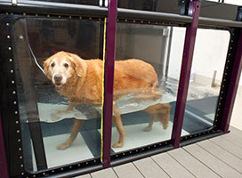 underwater treadmill