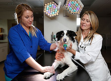 Dr. Hay Kraus with student and dog