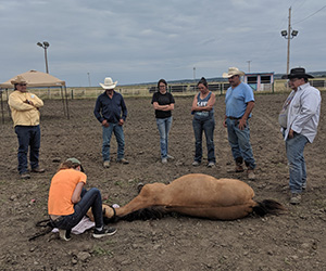 Equine exam