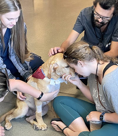 canine exam