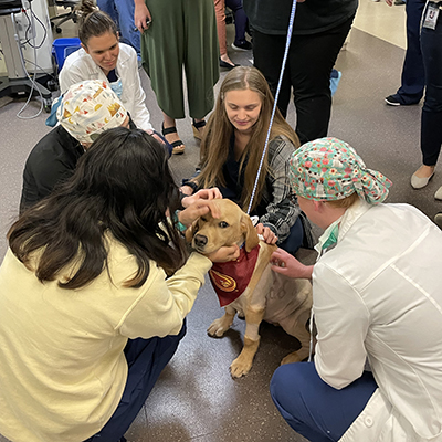 canine exam